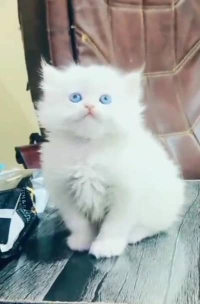 Persian Cat. Kittens for Sale may WhatsApp 03126762031