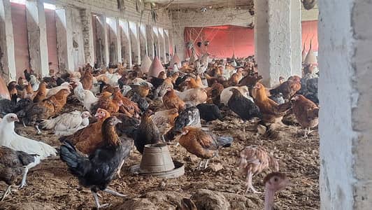 desi murgha | golden misri hens | مرغیاں | hens | 5 month 15 days old