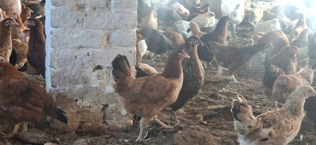 Golden misri chicken|desi murghi |eggs laying hen |5 month 15 days old