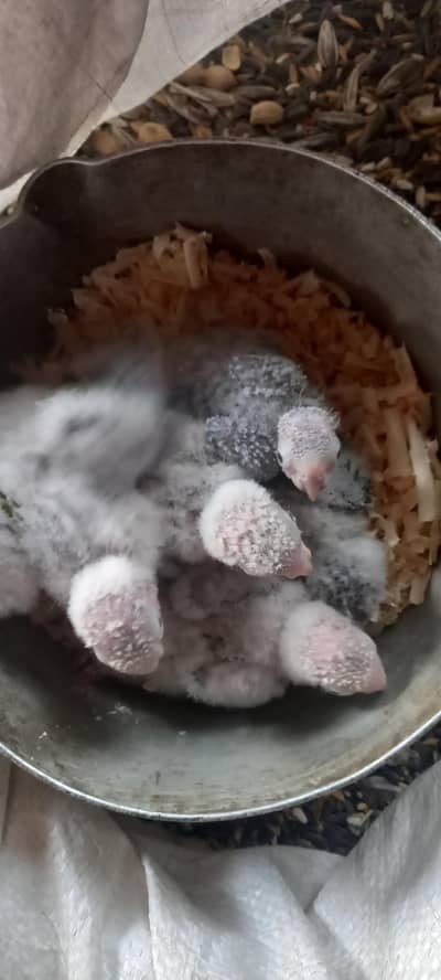 pineapple conure chicks