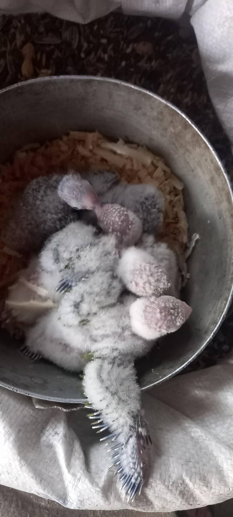 pineapple conure chicks 1