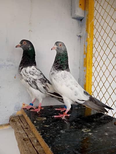 kabootar for sale and purchase