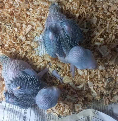 green ringneck chicks