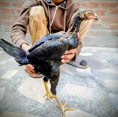 Thai ASEEL  Madi 03124613025