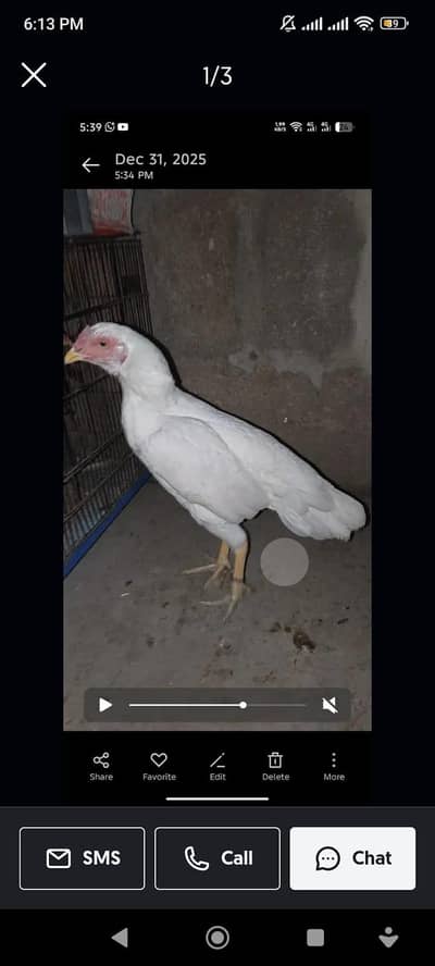 aseel Mianwali morga hy jhagiri morgi hy mashAllah top class morga hy