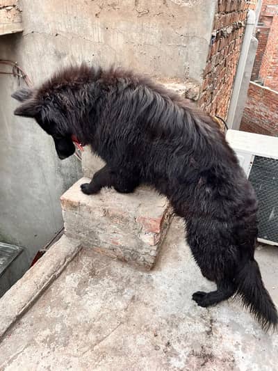 black German shepherd