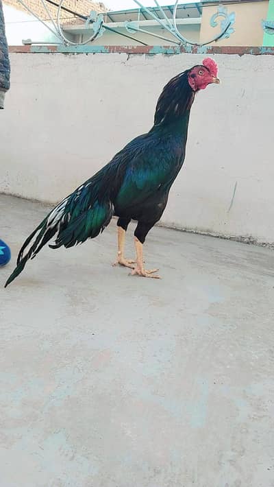 mushka mianwali breed