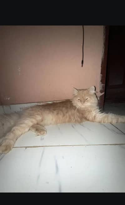 Parshian cat mail  Price 6000