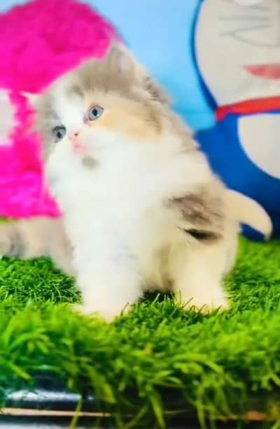 Persian Cat. Kittens for Sale may WhatsApp 03126762031