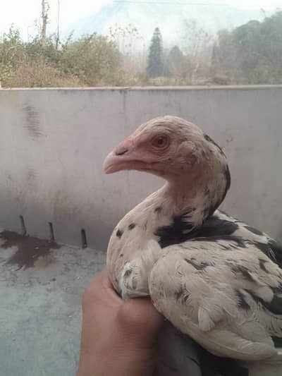 aseel lasani chick for sale