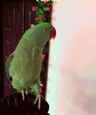 HAND TAMMED RAW FEMALE FOR SALE