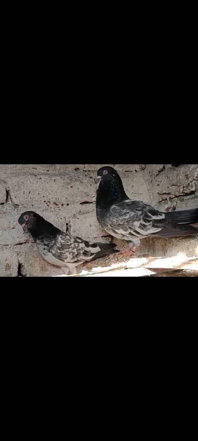 breeder jory for sale