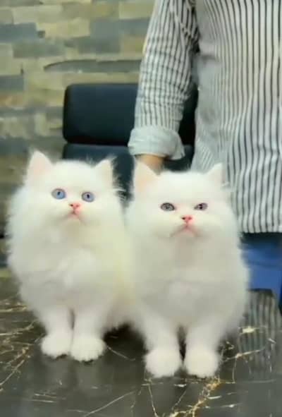 Persian Cat. Kittens for Sale may WhatsApp 03126762031
