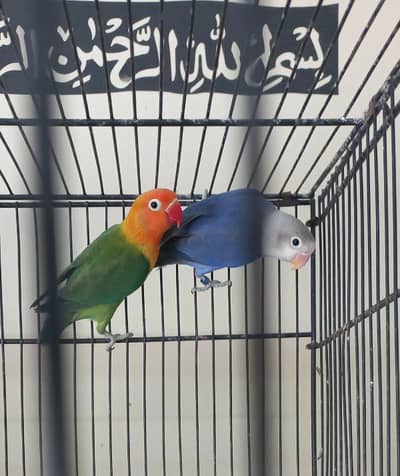 Green opline split pf voilat fishri split pf ready to breed pair