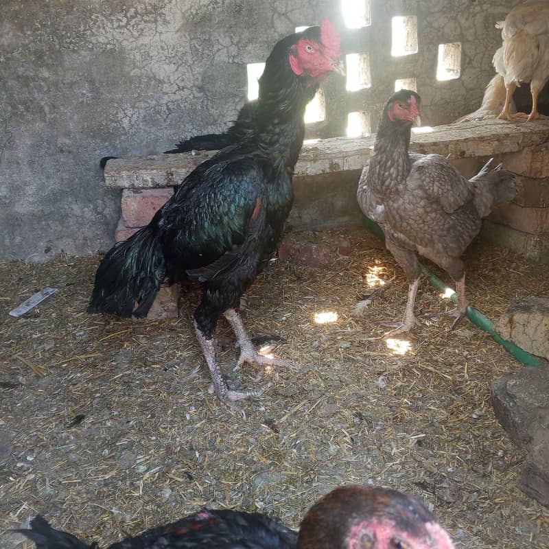 ولایتی کراس 0