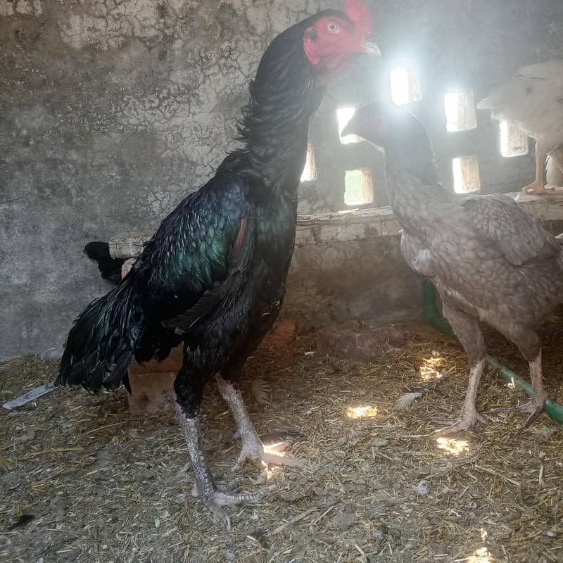 ولایتی کراس 1