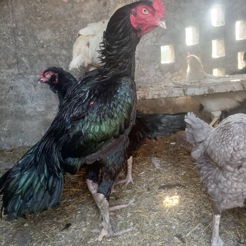 ولایتی کراس 2