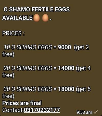 king size o shamo eggs