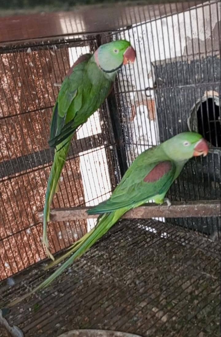 breeder pair 1