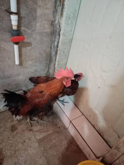 دیسی جوڑا گھر کے پلے ہوئے صحت مند ایینڈ خوبصورت فوری سیل