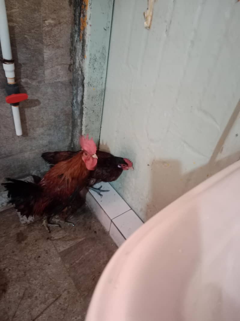 دیسی جوڑا گھر کے پلے ہوئے صحت مند ایینڈ خوبصورت فوری سیل 1