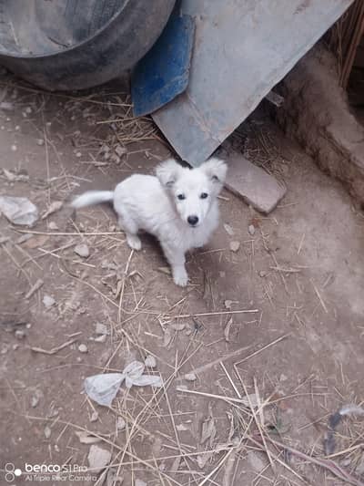 ایک پپی چھ ہزار پانچ  سو کا ہے۔