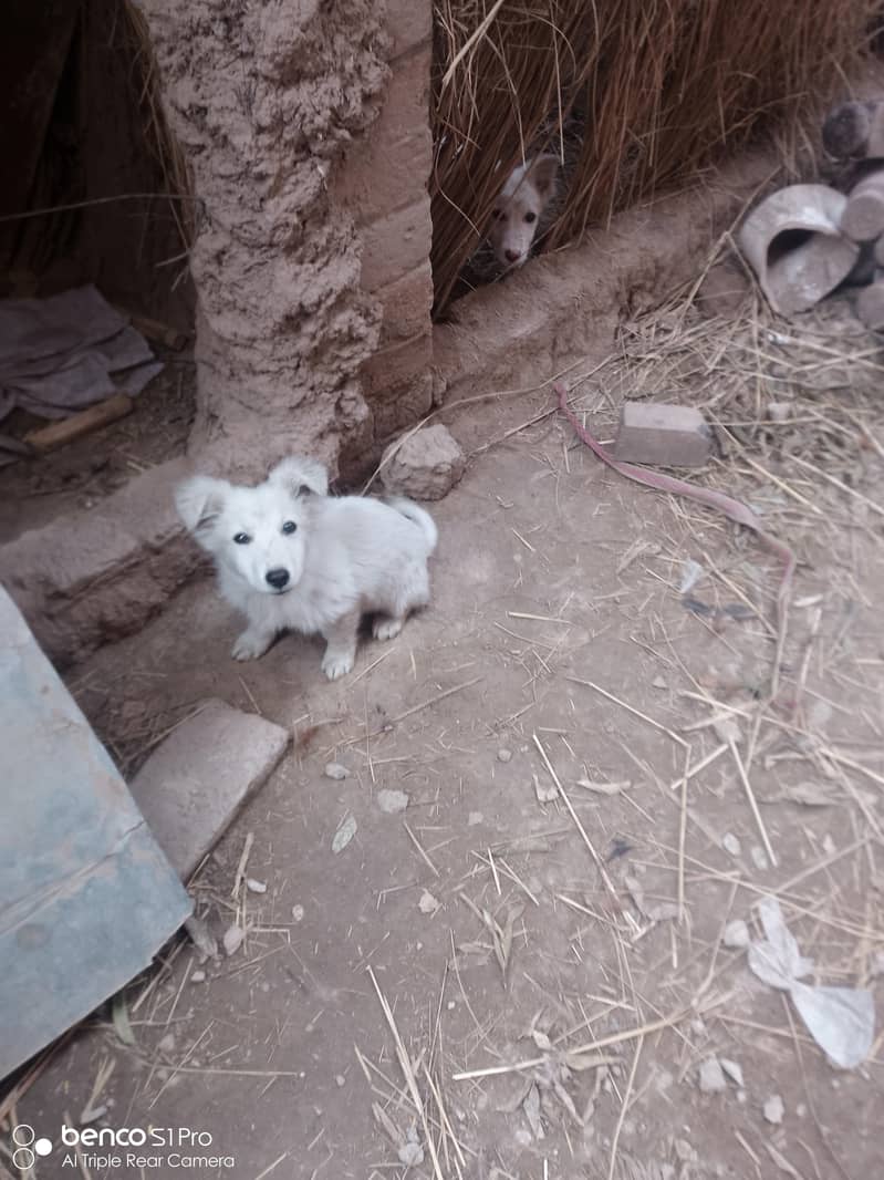 ایک پپی چھ ہزار پانچ  سو کا ہے۔ 1