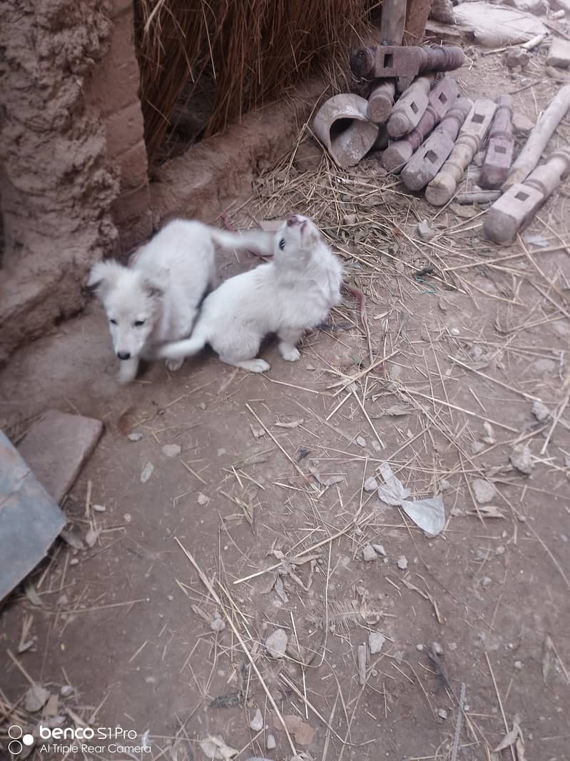 ایک پپی چھ ہزار پانچ  سو کا ہے۔ 3