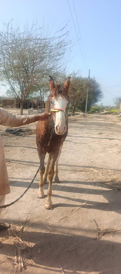 Healthy and beautiful horse for sale