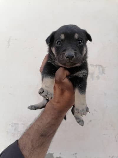 German shepherd female pup