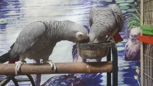 african gray parrot  pair