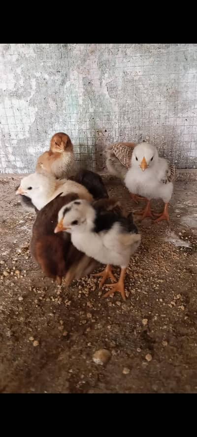 Thai caross aseel chicks 03014237451 call me