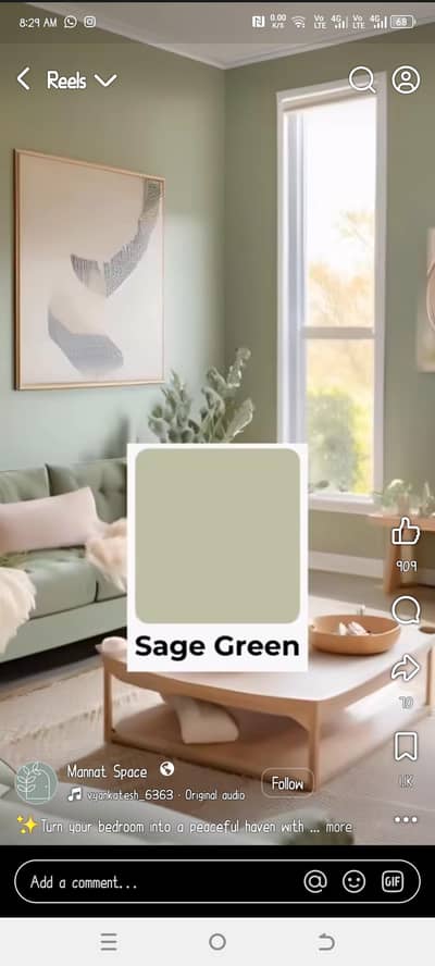 british short hair quality cat female