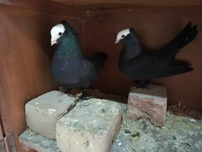 black tail and black mokey pair