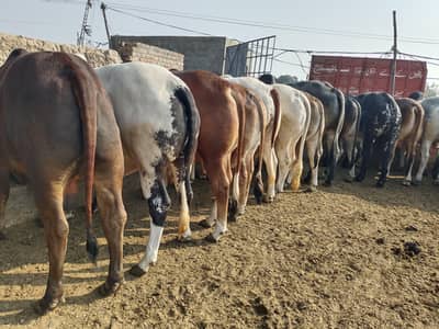 Qurbani 54 bachra lat for sale