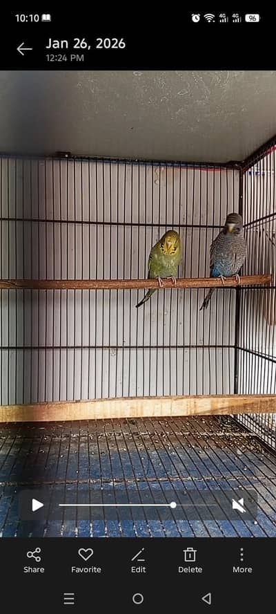 BLACK FACE SIZE WORKING PAIR