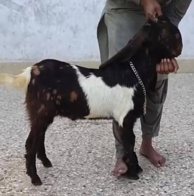 Active & healthy 6 month male bakra for sale