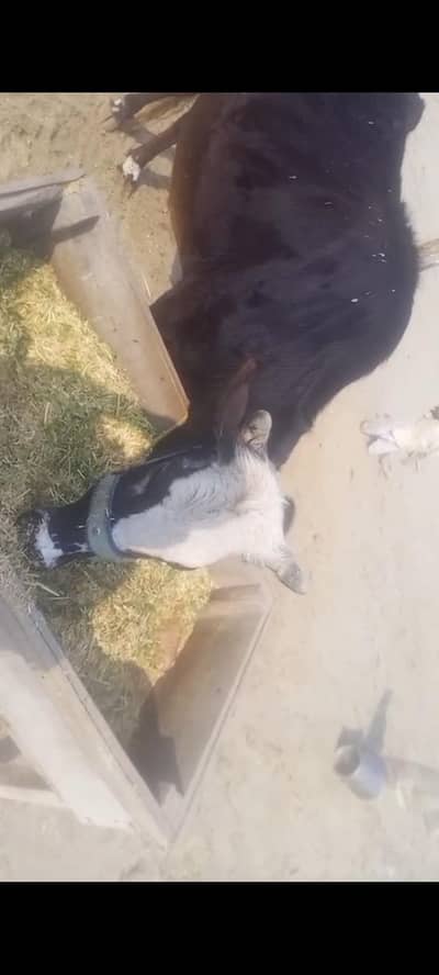 waliti cross pregnant cow 5 month