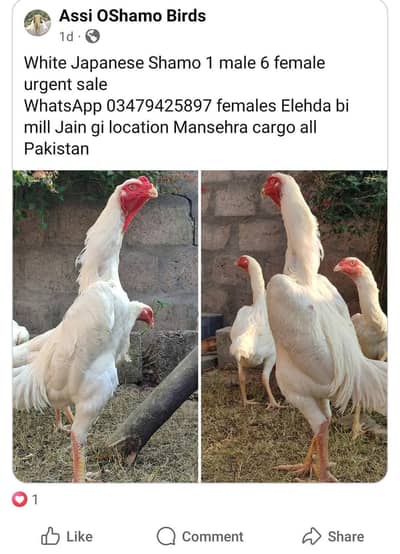 White Shamo Pair | Japanese Shamo Murga | Shamo For Sale