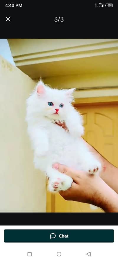 persian cat my WhatsApp number 03263875929
