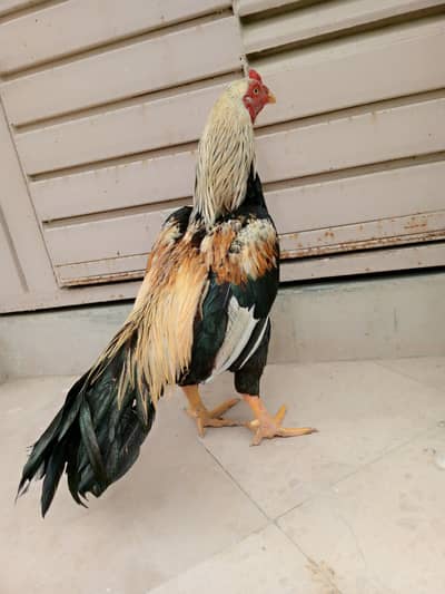 Top Quality zero size Mianwali Patha