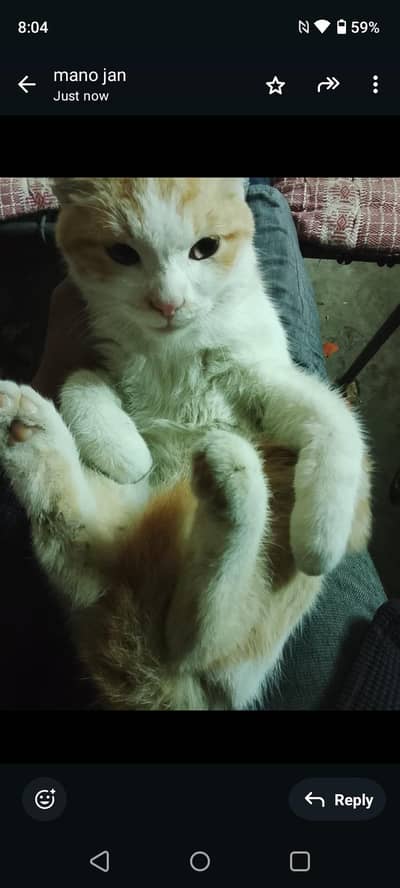 female kitten no any free of cost only in lahore can you adopt