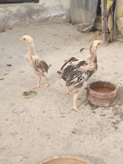 Java Aseel chikcs (chozy Aseel)