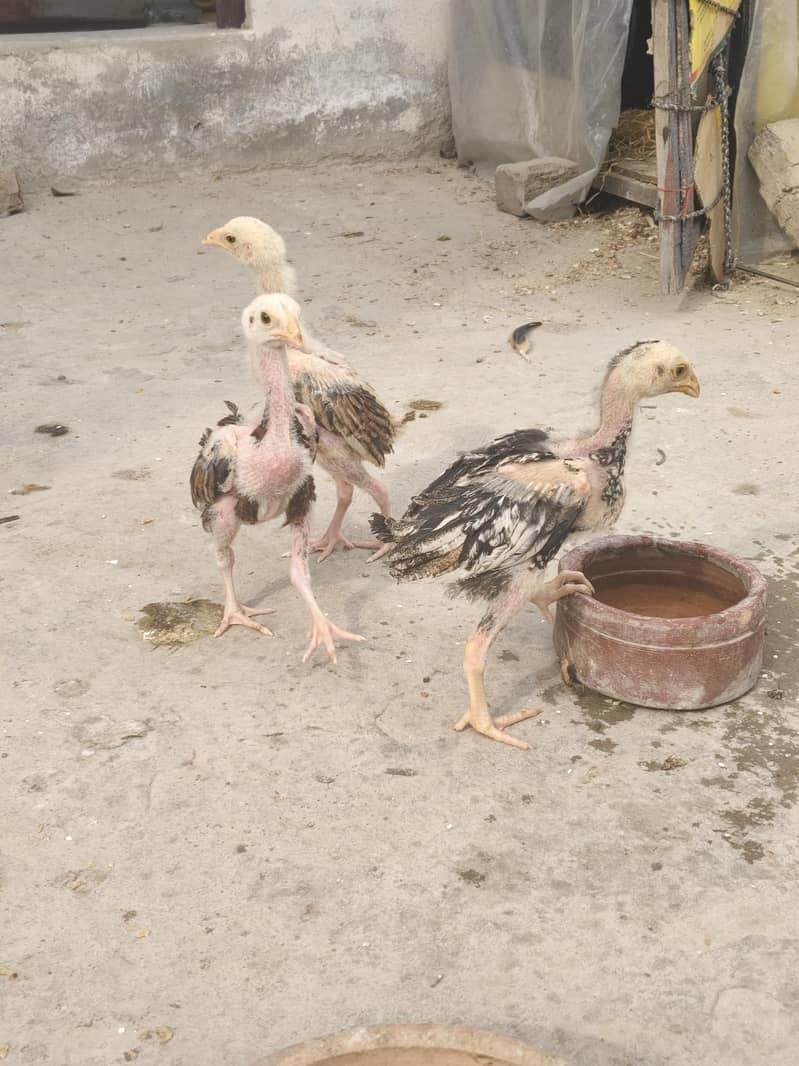 Java Aseel chikcs (chozy Aseel) 1