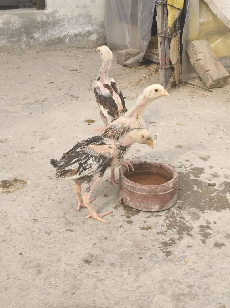 Java Aseel chikcs (chozy Aseel) 2