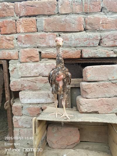 aseel pwtha for sale