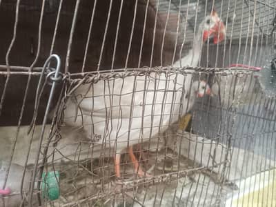 guinea fowls pair for sale