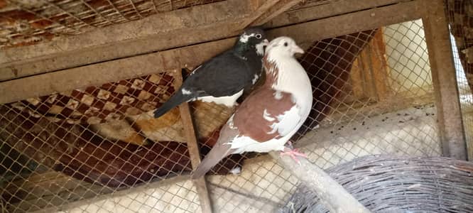 Pigeons | Fancy Pigeons