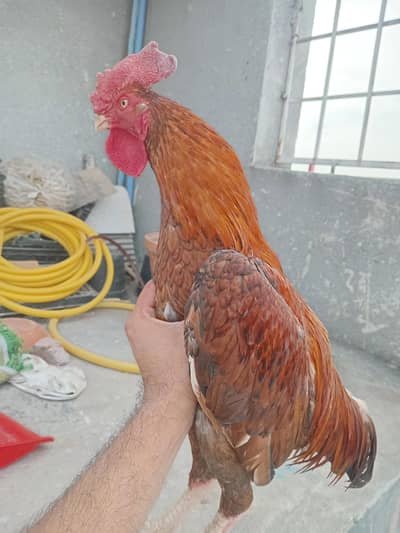 aseel bangum peela patha for sale