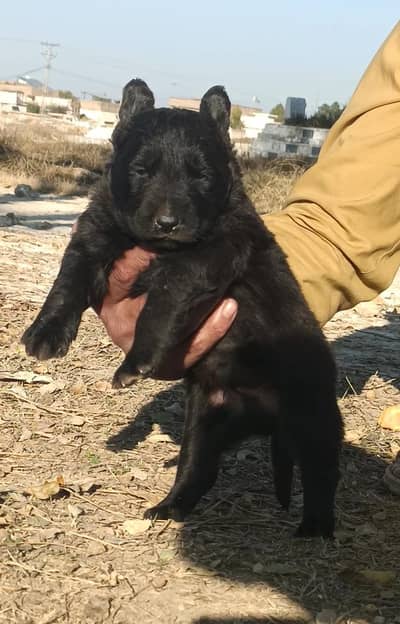 black shepherd puppy for sale / puppy / GSD pup / german shepher